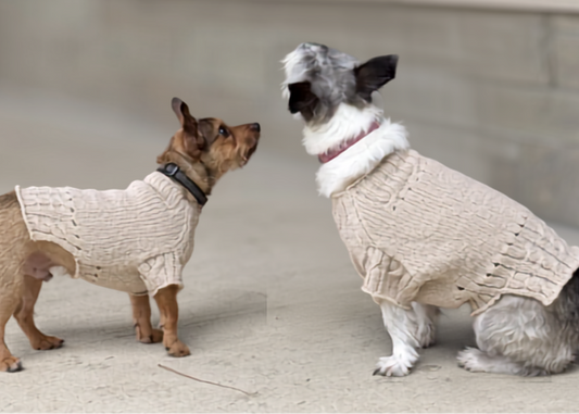 Two dogs wearing beige knit cable trim sweaters
