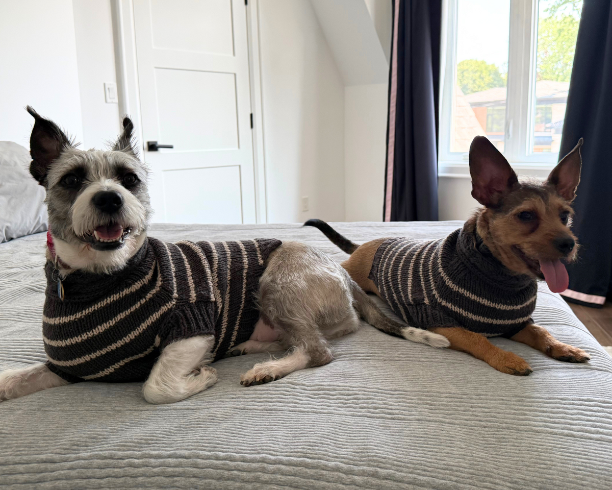 Two small dogs wearing matching dark striped knit sweaters lying on a light-colored textured blanket in an indoor room.