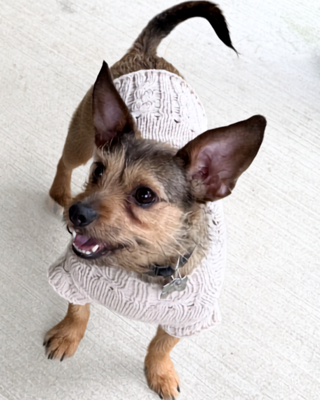 Dog wearing beige knit sweater with cable trim