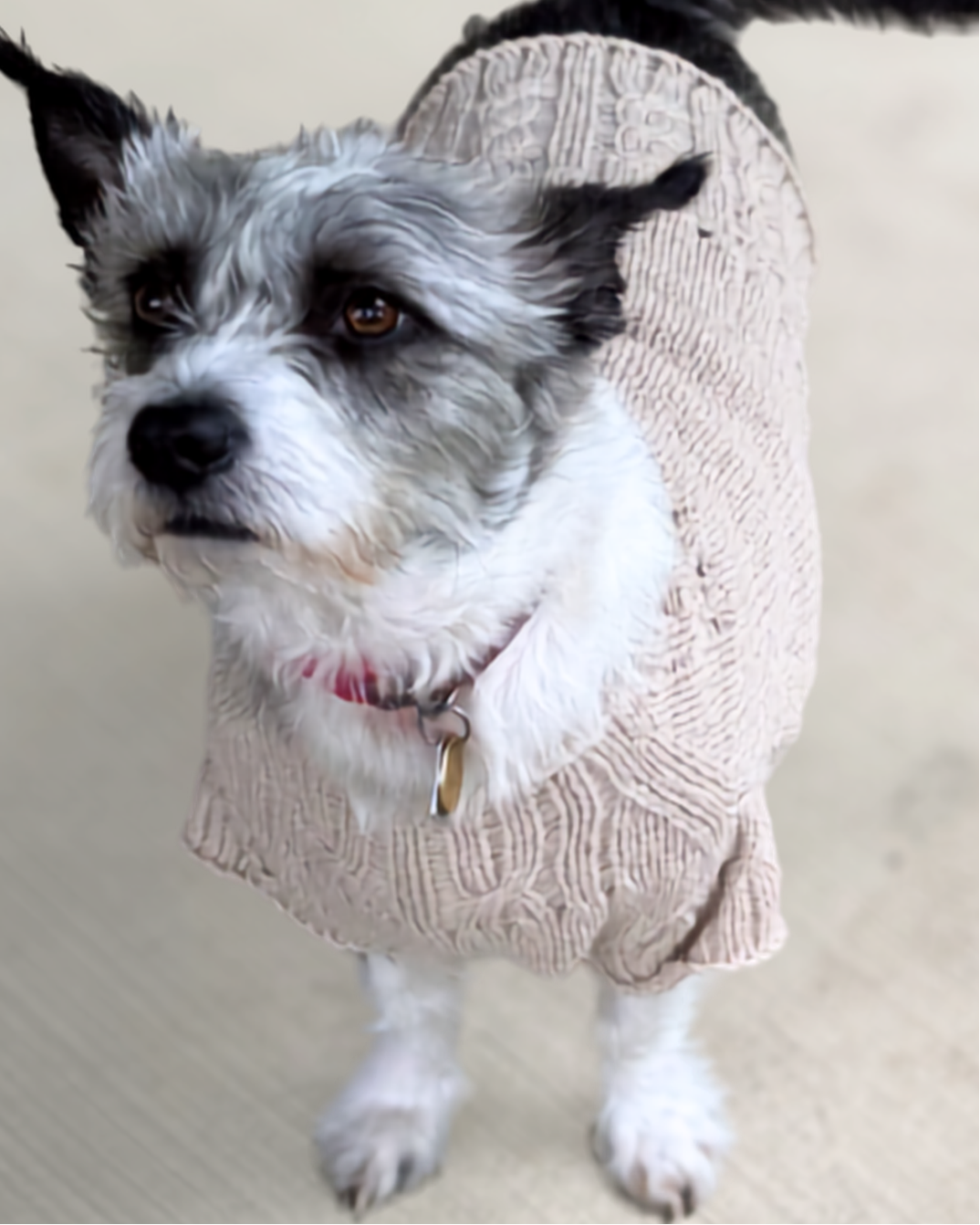 Dog wearing beige knit sweater with cable trim