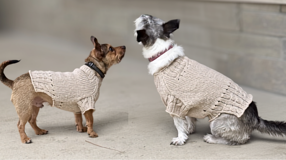 Two dogs wearing matching beige knit sweaters with cable trim
