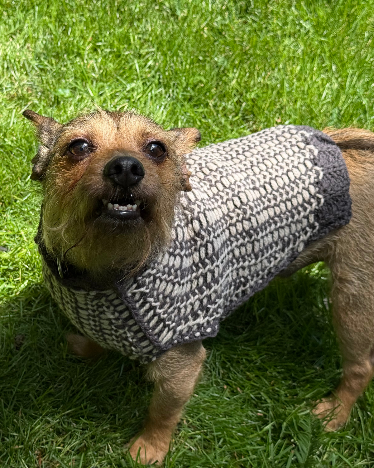 Small brown dog wearing a charcoal grey and cream patterned sweater.