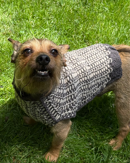 Small brown dog wearing a charcoal grey and cream patterned sweater.